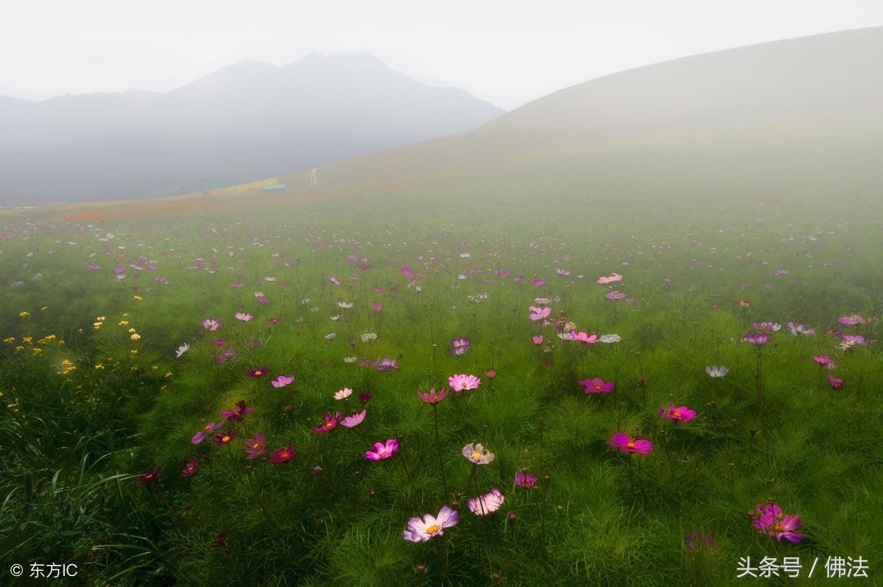 佛教为什么称自己是无神论者呢,佛教是无神论为什么还有佛像