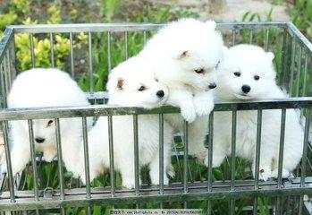 真人真事得狂犬病20天后学狗叫,视频里狂犬病发作学狗叫是真的吗