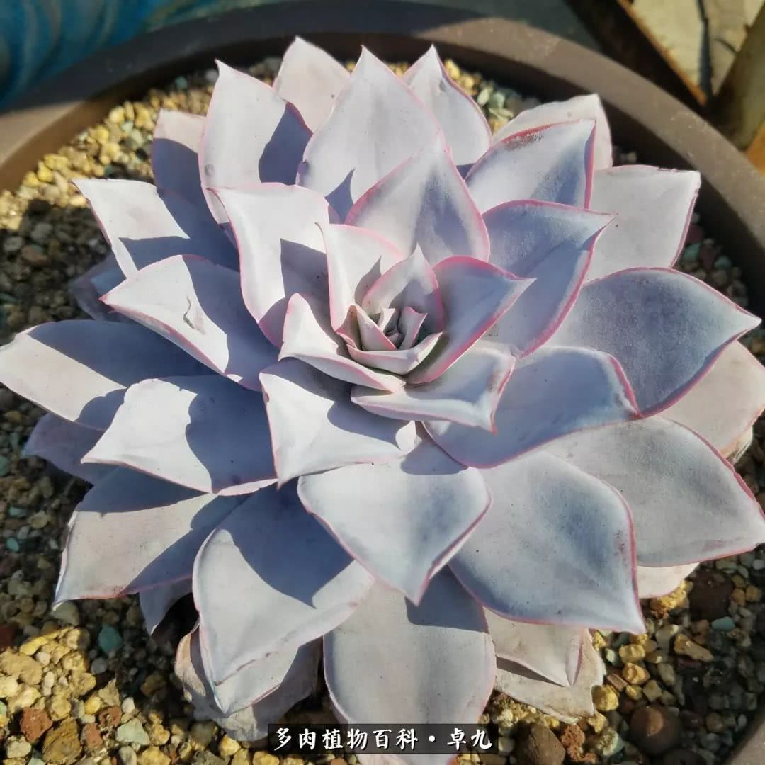 养多肉你遇到的奇葩事,养多肉的男士