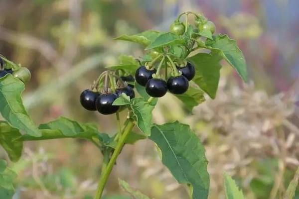 农村常见100种野花图片及名称,农村常见的50种野花名字