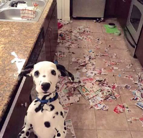 狗狗喜欢咬鞋子怎么办,狗狗喜欢咬东西怎么办