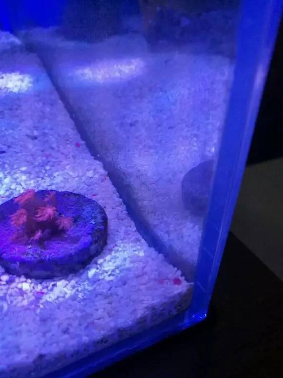 海缸变乳白色,海缸从褐藻变绿藻