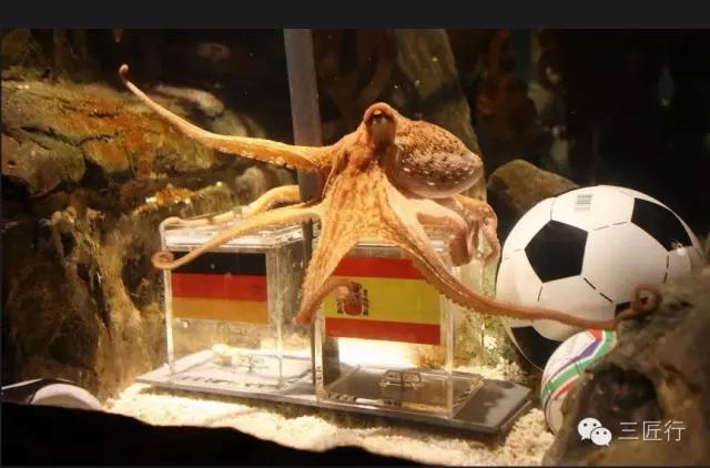 鱿鱼章鱼八爪鱼墨鱼的区别,鱿鱼章鱼乌贼墨鱼哪个好吃