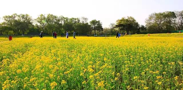沈阳长白岛油菜花好去处,沈阳北陵区油菜花海