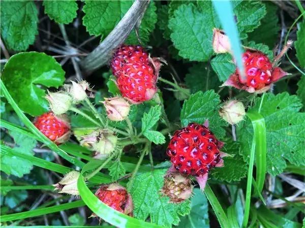 水浇多了补救视频,水浇多了变稀泥怎么办