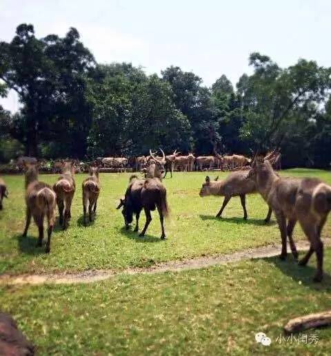 带孩子广州长隆旅游攻略,长隆动物乐园多长时间可以逛完