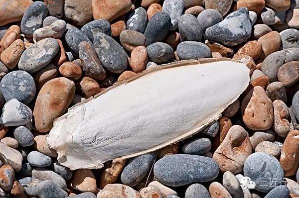 鱿鱼章鱼八爪鱼墨鱼的区别,鱿鱼章鱼乌贼墨鱼哪个好吃