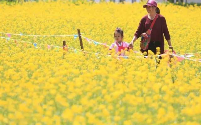 沈阳长白岛油菜花好去处,沈阳北陵区油菜花海