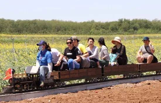 沈阳长白岛油菜花好去处,沈阳北陵区油菜花海