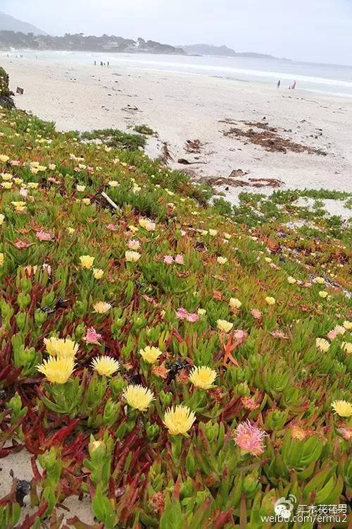 必看|台湾是中国的,多肉是世界的!