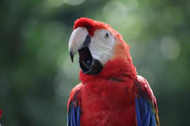 敢不敢来比比鸟？（内含福利）