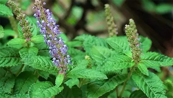 正宗梅州仙人粄制作配方,梅州仙人粄的做法大全