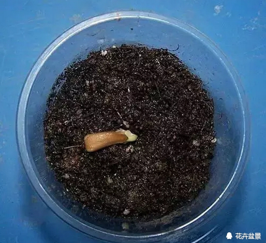 花种子催芽的常见方法有哪些,各种花种催芽方法