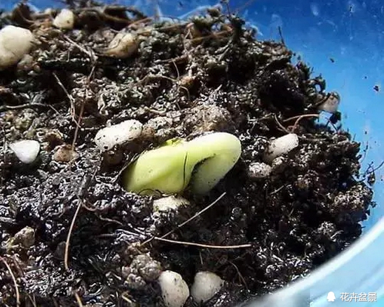 花种子催芽的常见方法有哪些,各种花种催芽方法
