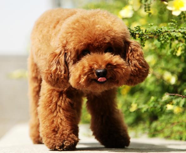 泰迪小奶狗喂养指南最新,喂养小泰迪吃什么狗粮好