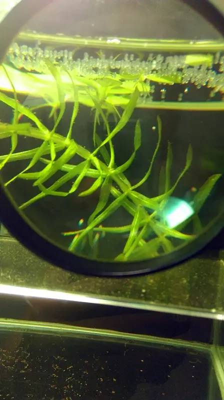 血脉奋“斗”历程--国斗繁殖实录(1)生命的起源