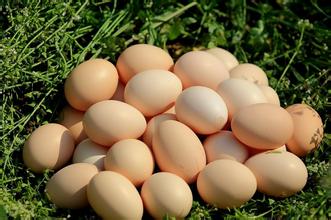 鸡蛋在蛋鸡体内的怎么形成的?