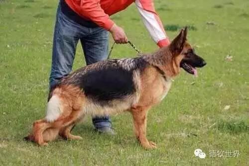 原创丽峰犬舍-VA11小杜的母亲在这里出生