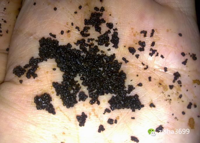 茶叶里“长虫”,你还能喝得下去吗?