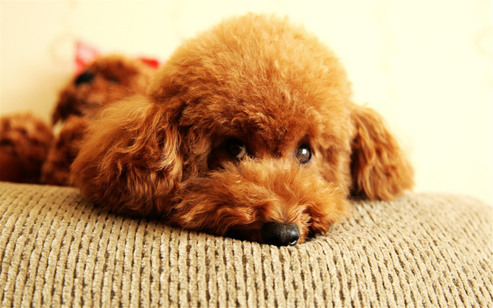 狗狗老鼠药中毒急救措施,狗狗误食药物中毒怎么办