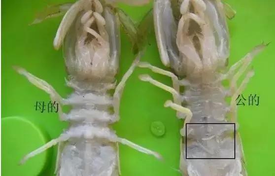 皮皮虾颜色变异,活皮皮虾蒸完以后变绿了怎么回事