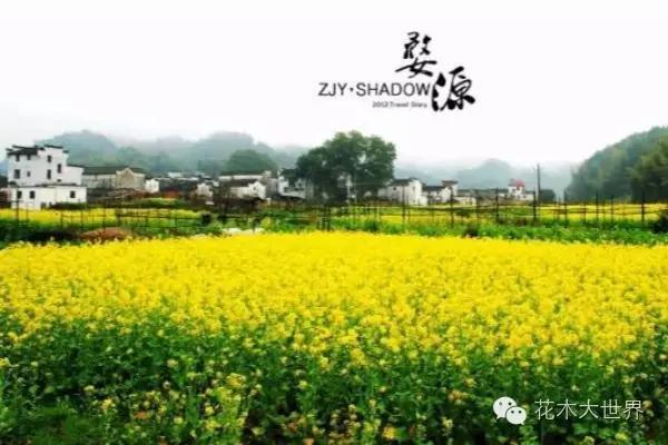 花海的盈利模式,花海经济效益