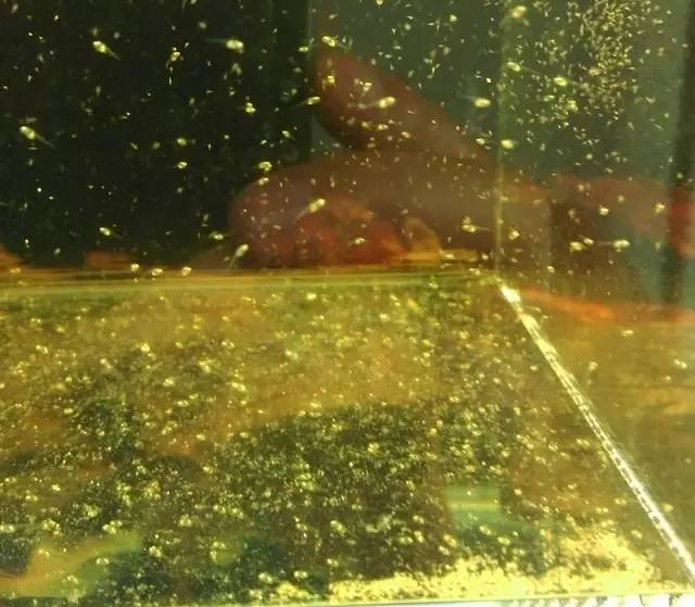 血脉奋“斗”历程--国斗繁殖实录(1)生命的起源