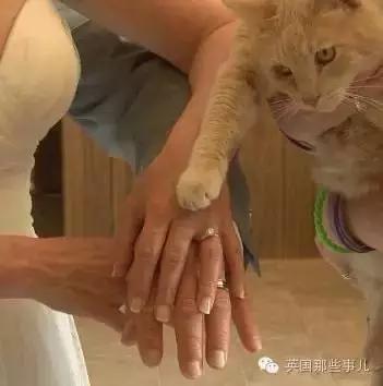 PO!闻主人臭脚狗狗转头作呕外国情侣办婚礼请1000只喵星