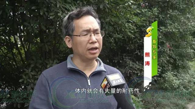 人用药给鸡退烧,45只鸡一夜丧命