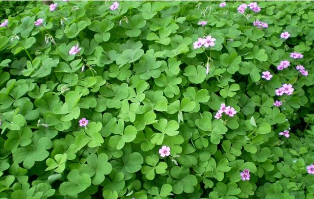 红花酢浆草和苜蓿草的区别,红花酢浆草植物简介