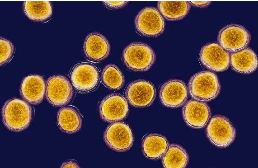 驱虫药有什么功效,驱虫药的功效