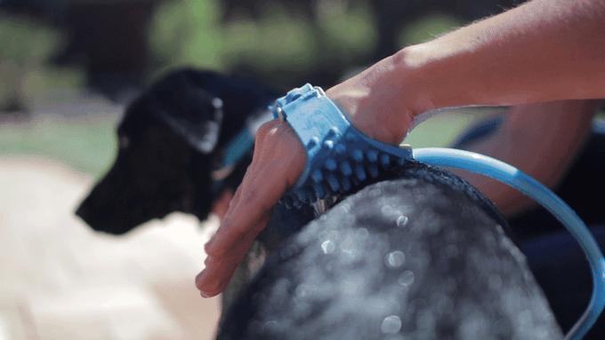 给狗狗洗澡用的淋浴,一次性手套戴上就可以给狗狗洗澡