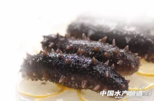 2020海参为什么缺货,海参断货