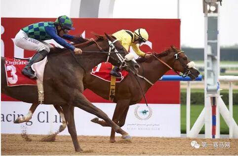 世界顶级赛马赛事,世界顶级赛马赛事直播视频回放