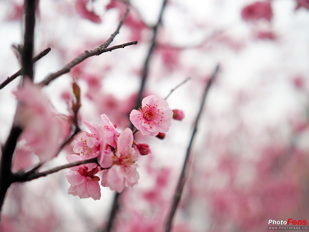 奥林巴斯17mmf1.8能自动对焦吗,奥林巴斯17mmf1.2pro对比老蛙18mm