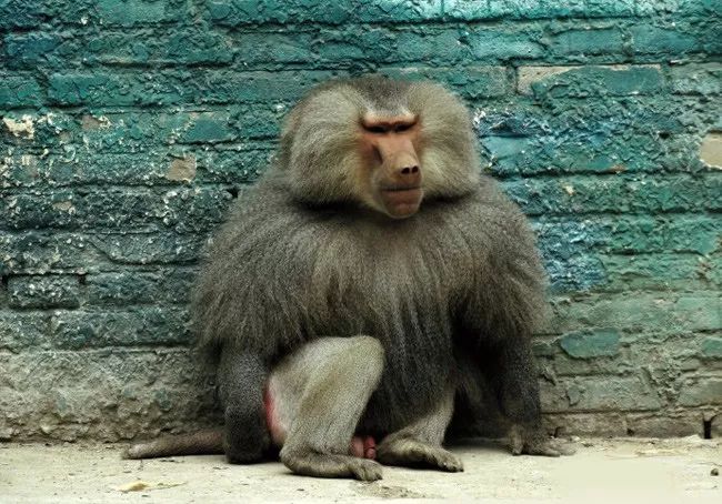 动物们嗷嗷待哺，在北京周边这个度假区里，你就是饲养员！