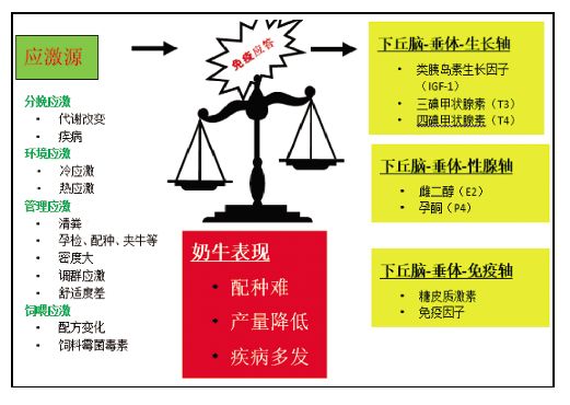 王艳明牛奶,王艳明