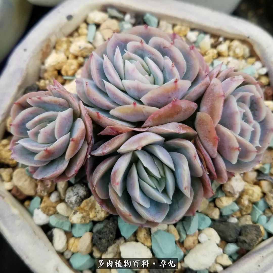 养多肉你遇到的奇葩事,养多肉的男士