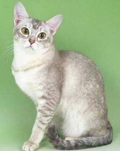 招财猫是哪种猫咪,这才是真正的招财猫