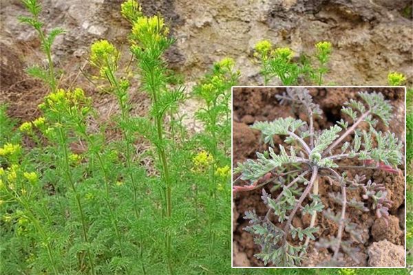 农村常见100种野花图片及名称,农村常见的50种野花名字