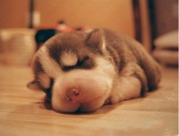 接生上万例的宠物医生：360度全方位讲解犬猫生产