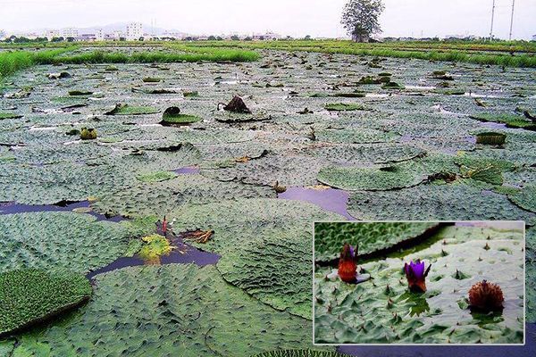 农村常见100种野花图片及名称,农村常见的50种野花名字