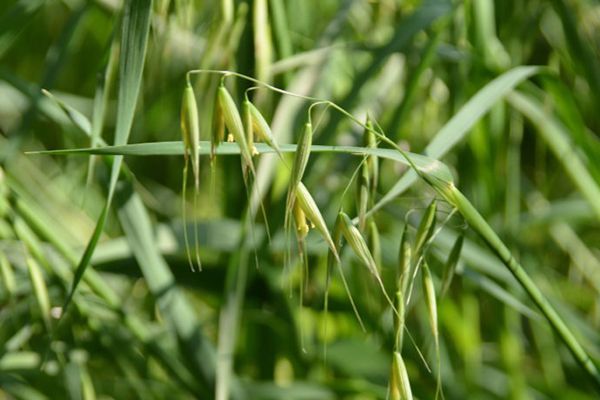 农村常见100种野花图片及名称,农村常见的50种野花名字