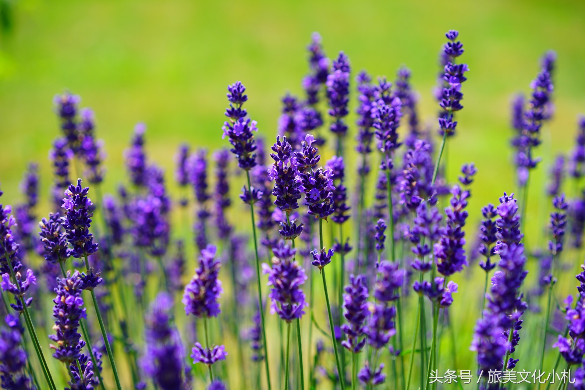 薰衣草花语代表爱情,衣草的花语是等待幸福