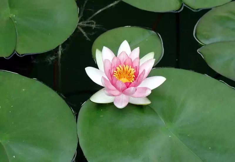 李炳南居士佛学问答集,李炳南居士念佛问答