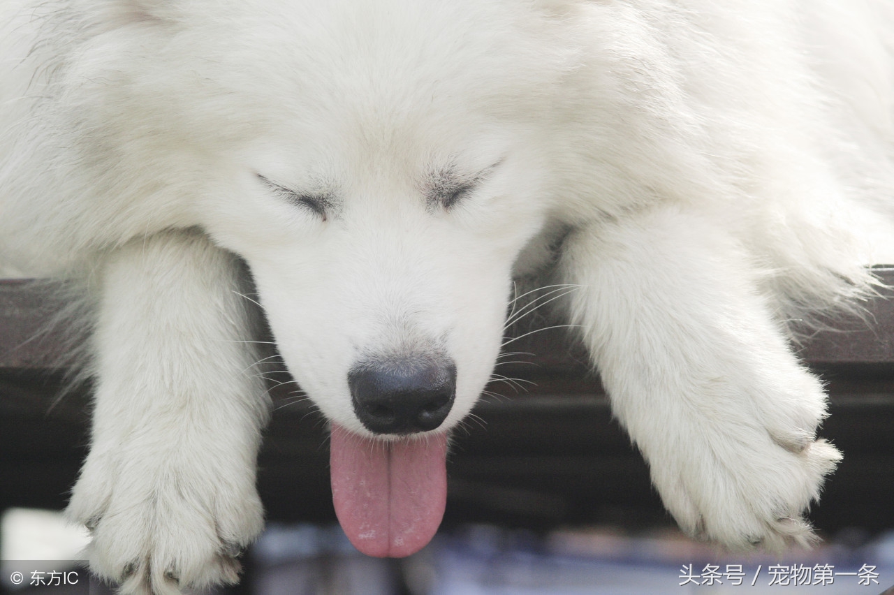 柴犬夏天掉毛严重正常吗,布偶猫夏天掉毛严重怎么办