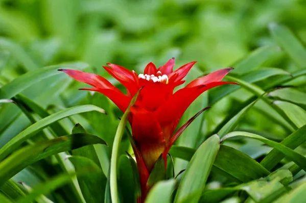 花叶子干枯一碰就掉怎么补救,杜鹃花叶子干枯一碰就掉