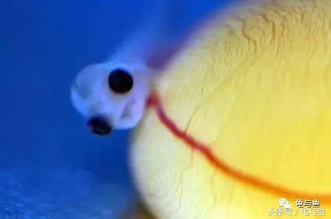 过背金龙鱼成长记录,过背金龙鱼1个月能长多少