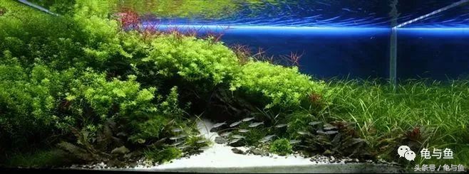 计量单位科普,水族科普视频