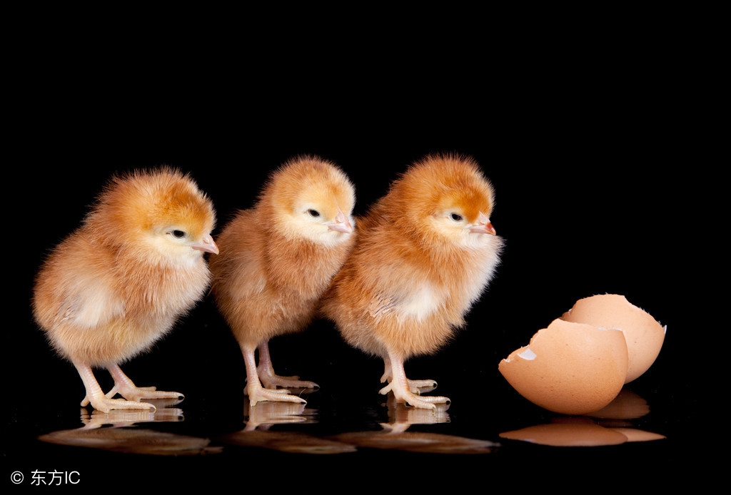 雏鸡公母翻肛鉴别正确方法,28天的雏鸡能不能分公母
